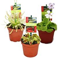 Los mejores  - Set de iniciación Plantas carnívoras - 3 plantas